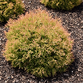 Fire Chief Arborvitae #3 gallon pot