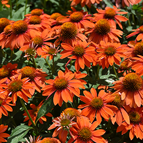 Sombrero Adobe Orange Coneflower #2 gallon pot