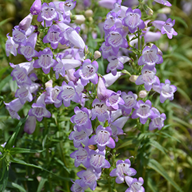 Quartz Amethyst Beard Tongue #2 gallon pot