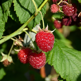 Willamette Raspberry #6 gallon pot