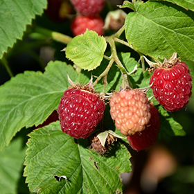 Latham Raspberry 6" pot - Chef Jeff