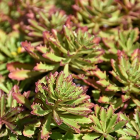 Weihenstephaner Gold Stonecrop #1 gallon pot