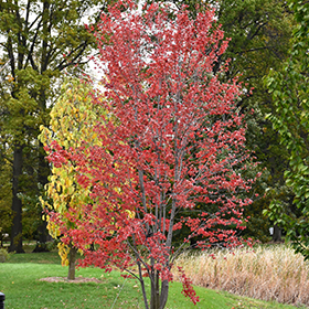 Redpointe Red Maple (clump) #15 gallon pot