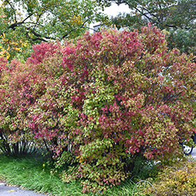 Autumn Jazz Viburnum #6 gallon pot