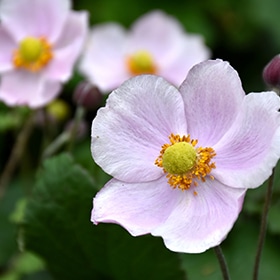 September Charm Anemone #1 gallon pot