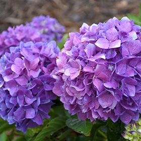 Let's Dance Rave Hydrangea #3 gallon pot - Proven Winners