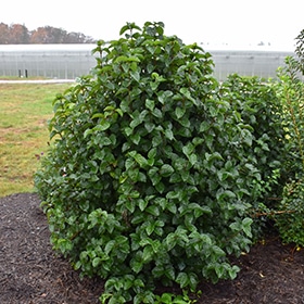 All That Glitters Viburnum #5 gallon pot - Proven Winners
