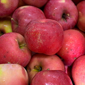 Red Fuji Apple #7 gallon pot - Hollybrook Farms