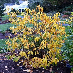 Spicebush #3 gallon pot