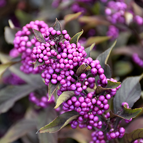 Pearl Glam Beautyberry #3 gallon pot - Proven Winners
