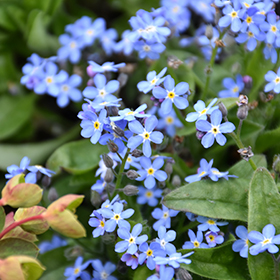 Mon Amie Blue Forget-Me-Not 4.25"/quart pot