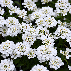 Purity Candytuft 4.25"/quart pot