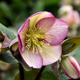 Frostkiss Glenda's Gloss Hellebore #1 gallon pot