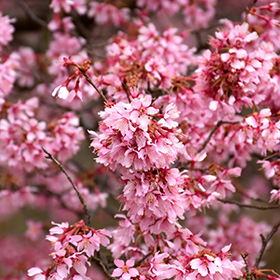 Okame Flowering Cherry #7 gallon pot
