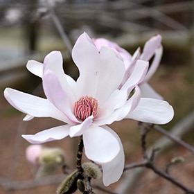 Star Magnolia #5 gallon pot