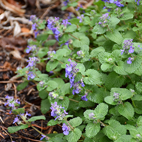 Early Bird Catmint 4.25"/quart pot