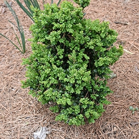 Gordo Boxwood #2 gallon pot