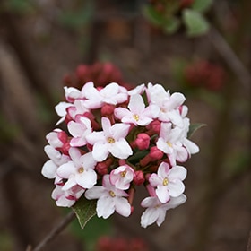 Spice Girl Koreanspice Viburnum #5 gallon pot - Proven Winners