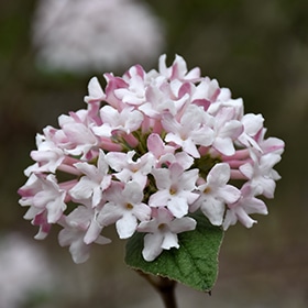 Spice Baby Koreanspice Viburnum #5 gallon pot - Proven Winners