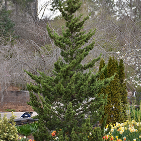 Trautman Juniper #6 gallon pot