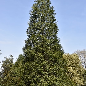 Spring Grove Arborvitae #1.5 gallon pot - Proven Winners