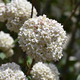 Burkwood Viburnum #3 gallon pot