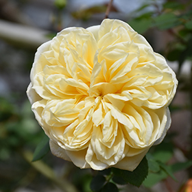 Teasing Georgia Rose #3 gallon pot - David Austin