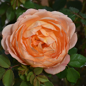 Lady Of Shalott Rose #3 gallon pot - David Austin