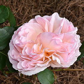 Princesse Charlene de Monaco Rose #3 gallon pot