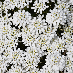 Snowsation Candytuft #1 gallon pot