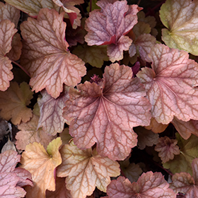 Carnival Watermelon Coral Bells 4.25"/quart pot