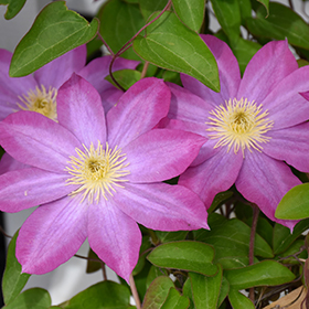 Pink Champagne Clematis #1 gallon pot