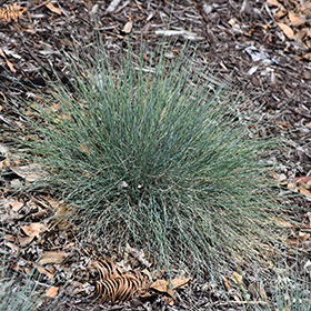 Boulder Blue Fescue #1 gallon pot
