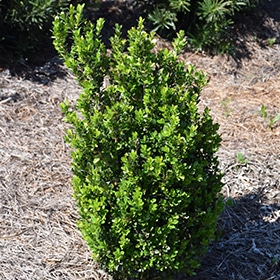 Baby Gem Boxwood #3 gallon pot