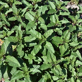 Peppermint 4.25"/Grande pot - Proven Winners