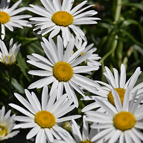 Lucille Grace Shasta Daisy 4.25"/quart pot