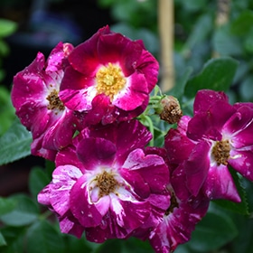 Purple Splash Rose #3 gallon pot