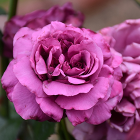 Plum Perfect Sunbelt Rose #3 gallon pot