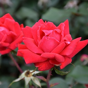 Double Knock Out Rose #3 gallon pot - Knock Out