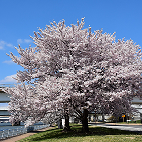 Akebono Yoshino Cherry #15 gallon pot