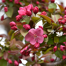 Cardinal Flowering Crab #15 gallon pot