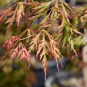 Ice Dragon Maple #6 gallon pot