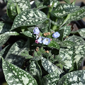 Twinkle Toes Lungwort #1 gallon pot