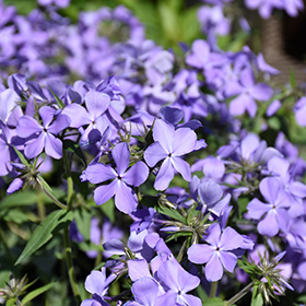 Blue Moon Phlox 4.25"/quart pot