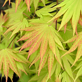 Autumn Moon Full Moon Maple #6 gallon pot
