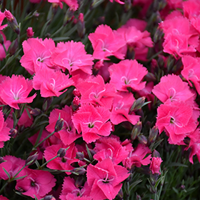 Vivid Bright Light Pinks 4.25"/quart pot