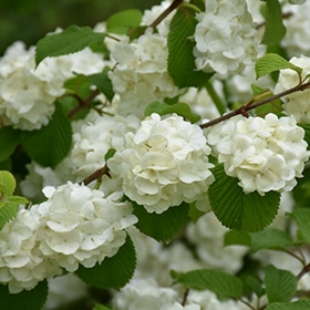 Popcorn Doublefile Viburnum #3 gallon pot