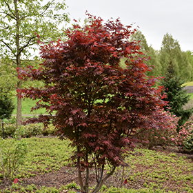 Emperor I Japanese Maple #15 gallon pot - 5-6' height