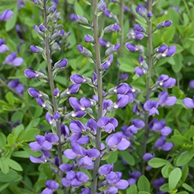 Blue Wild Indigo #2 gallon pot