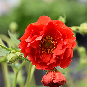 Blazing Sunset Avens #2 gallon pot